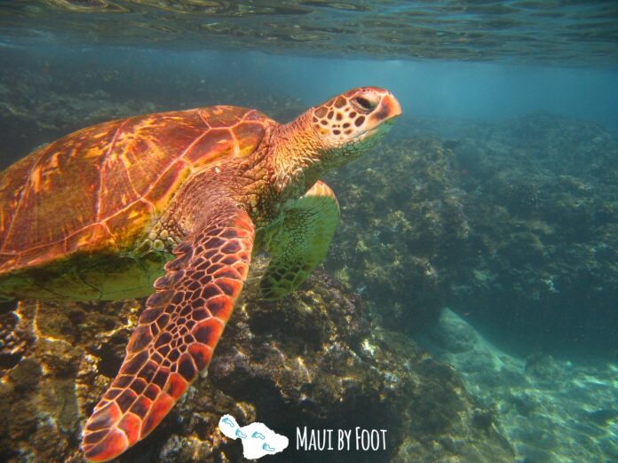Where Can I See Turtles in Maui? The Top Places to Spot Sea Turtles